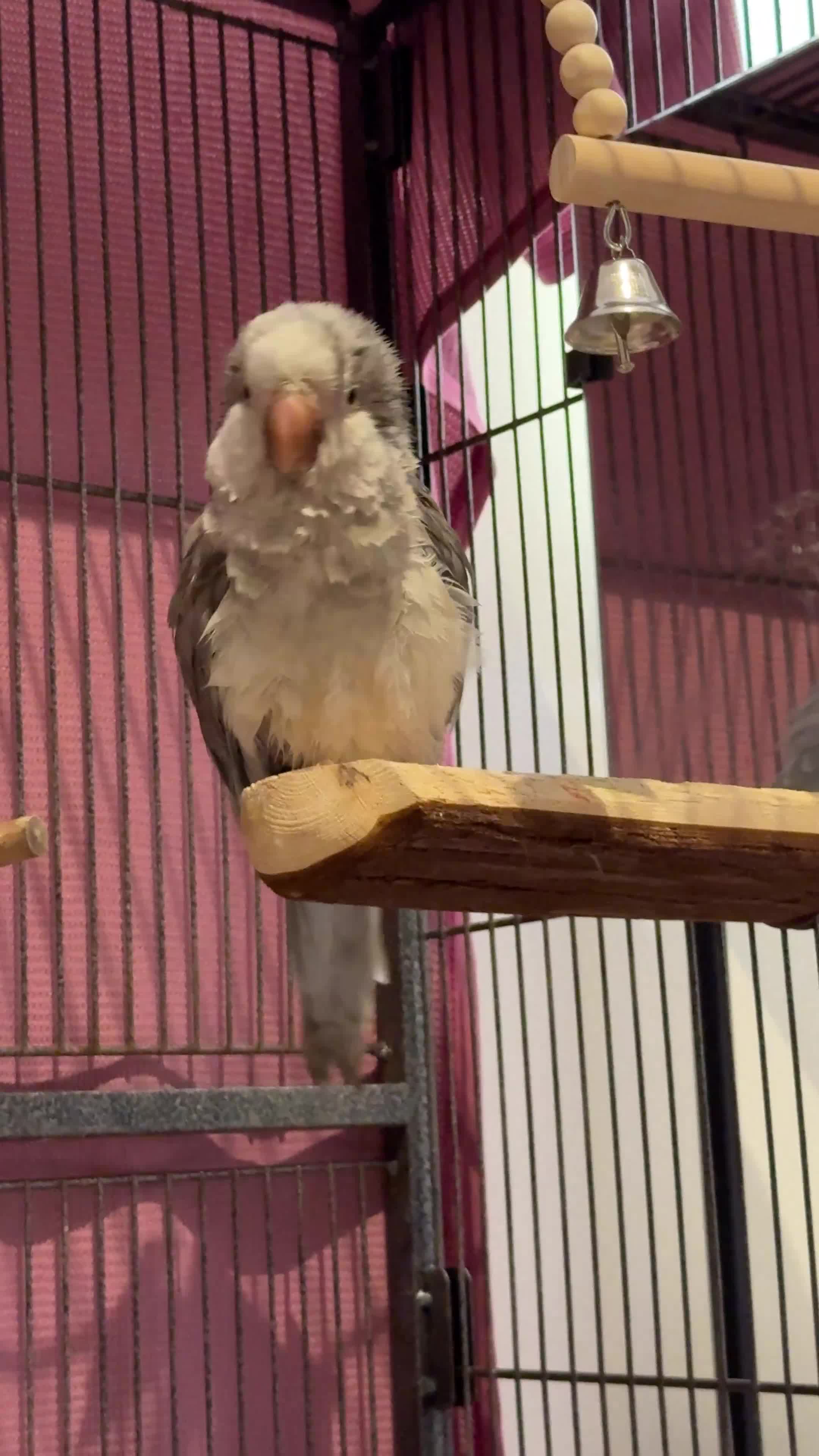 Parrots birds for sale: Untamed Rare Grey Quacker Parrot with Cage &acceso - Video 2