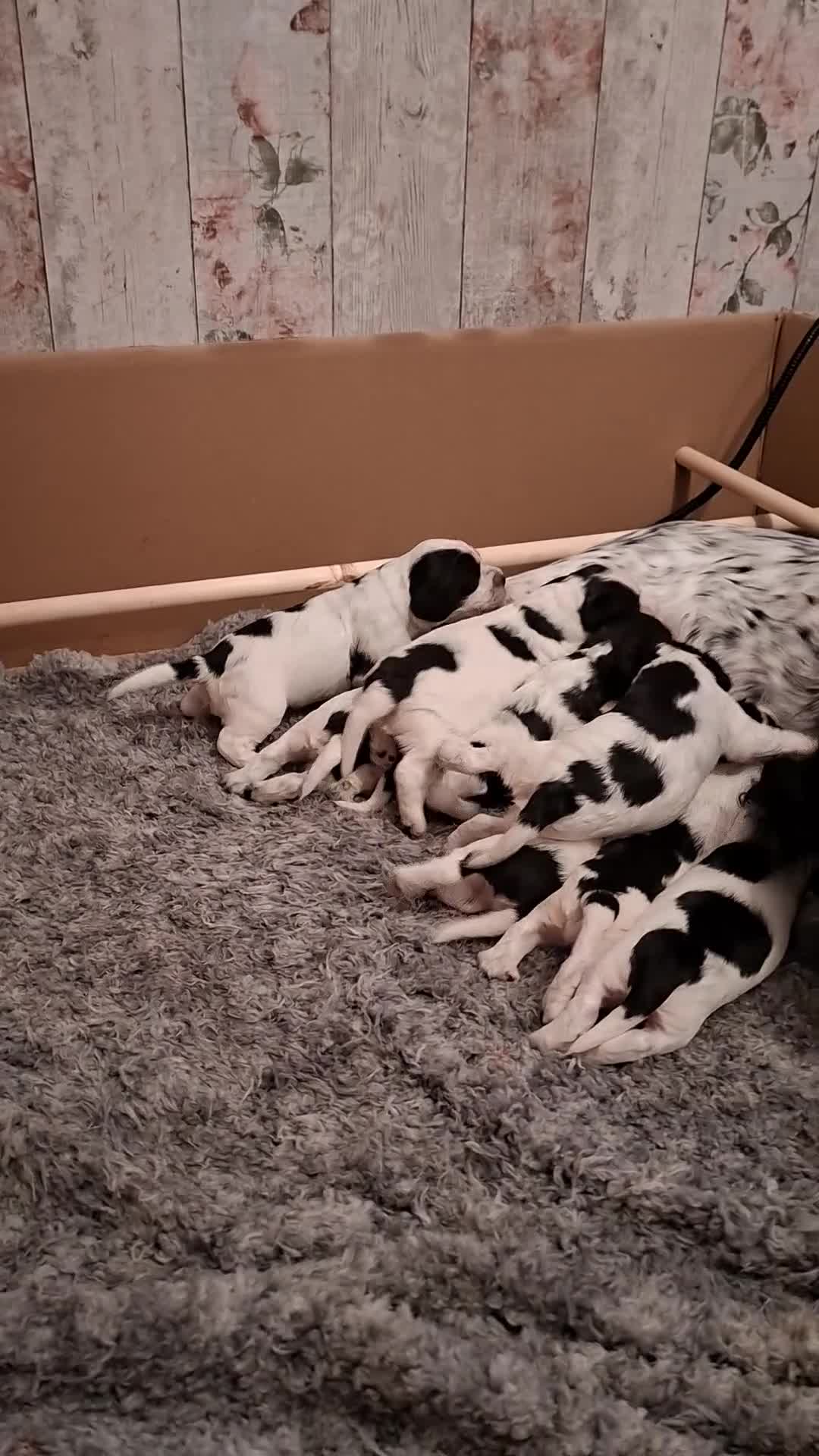 Cocker Spaniel dogs for sale: Cocker spaniels  - Video 1