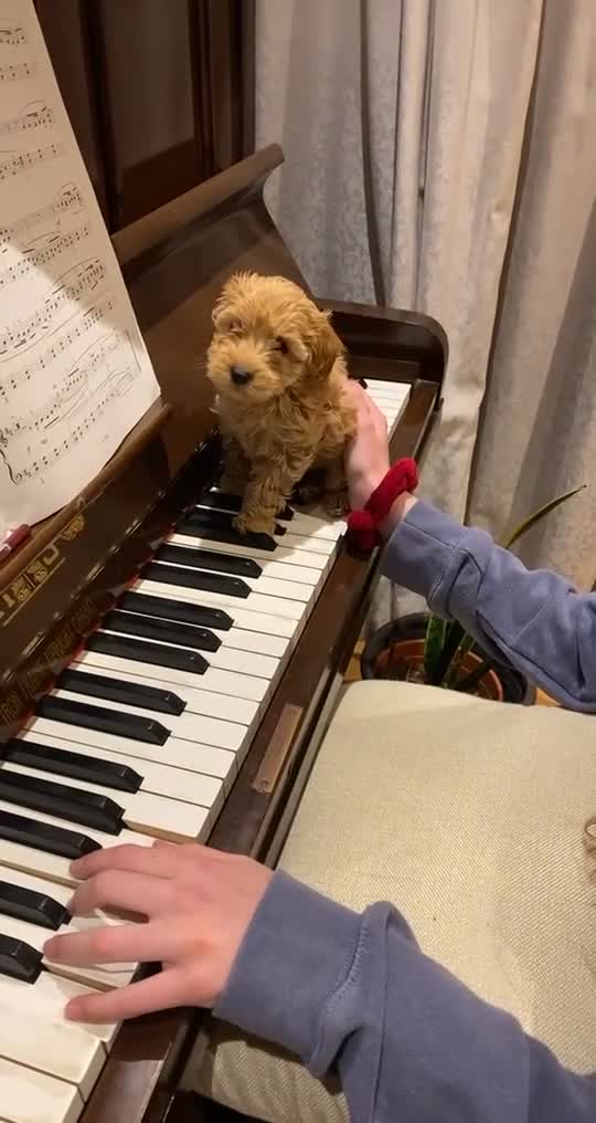 Cavapoo dogs for stud: Mr Leo 🚨STUD 🚨 - Video 1