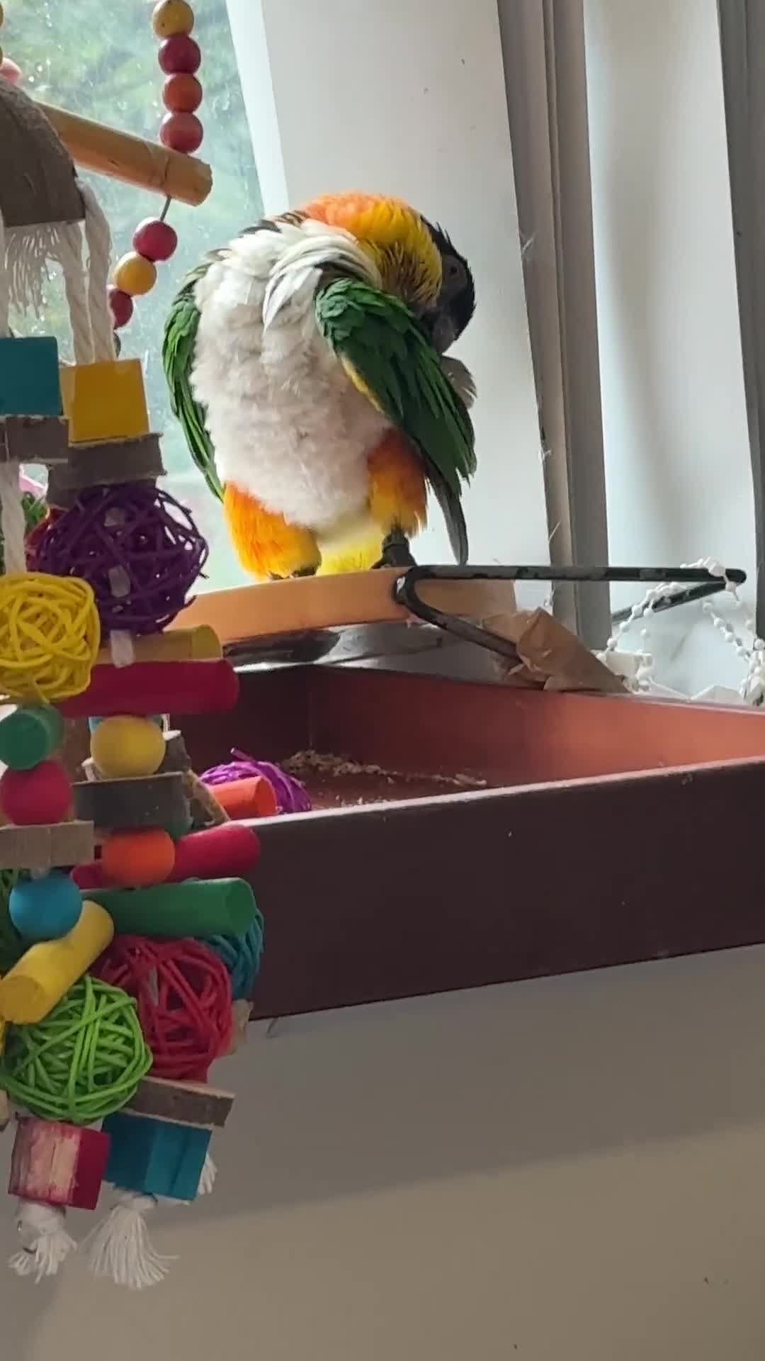 Parrots birds for sale: Mojo 4 year old Tame male Black Capp carique  - Video 1