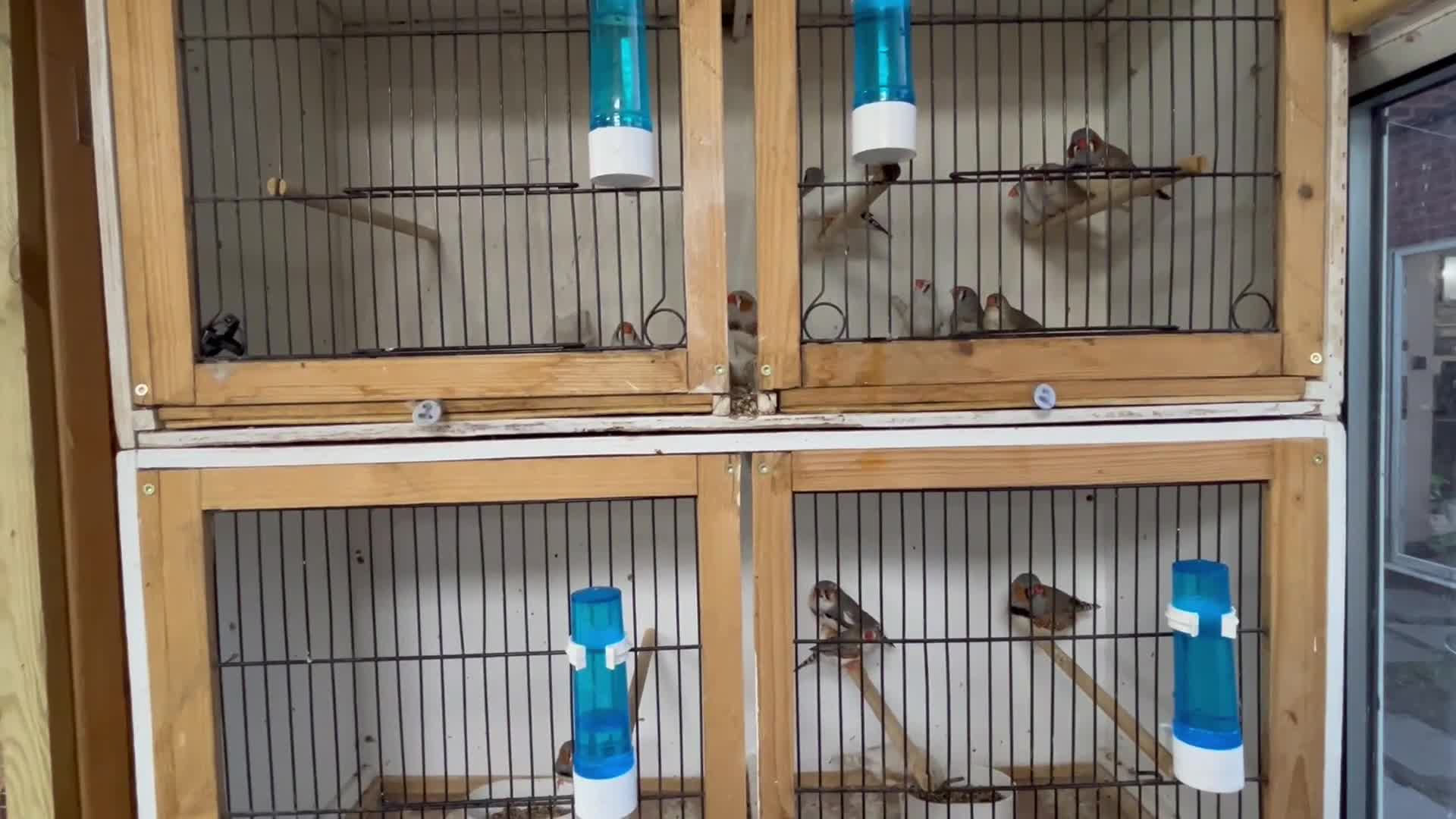 Finches birds for sale: Male and female zebra finches  - Video 3