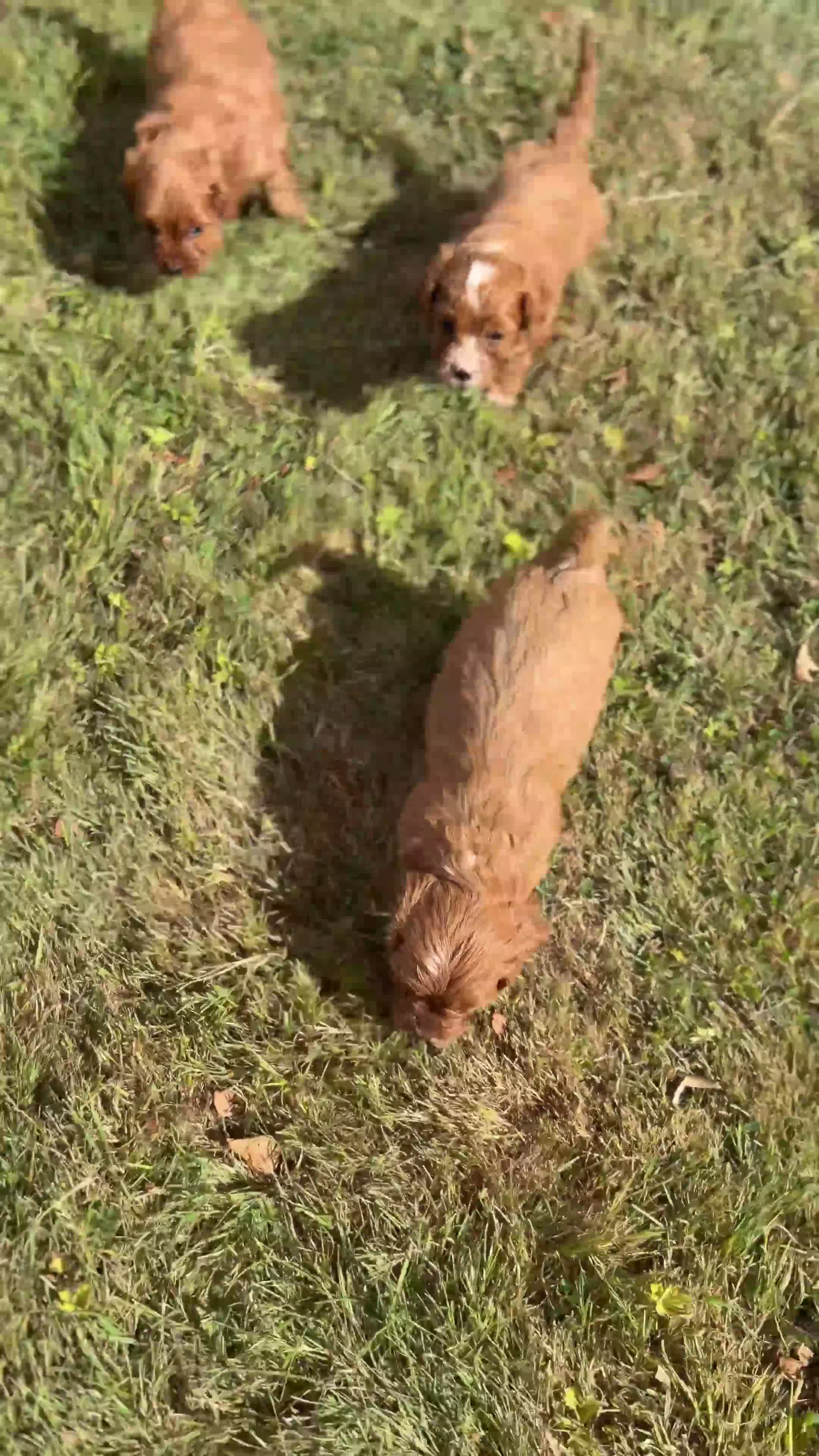 Cavapoo dogs for sale: Beautiful Cavapoo Litter of five for sale.  - Video 1