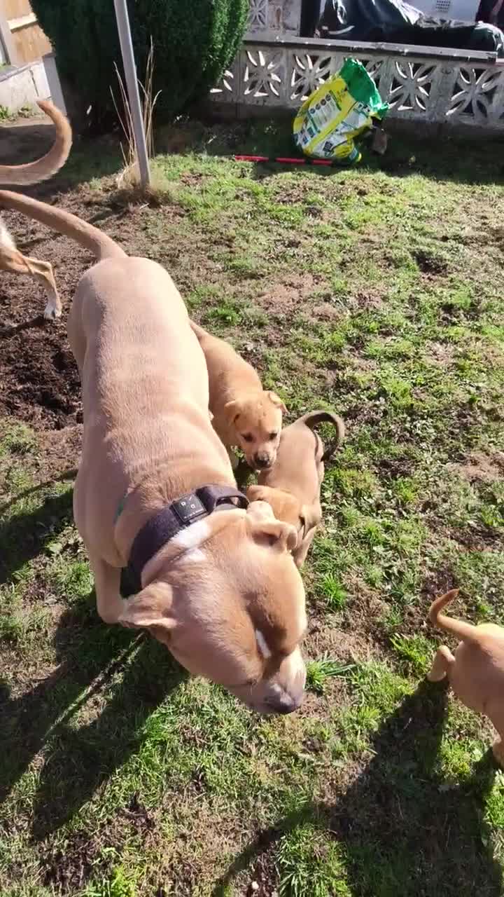 Mixed Breed dogs for sale: German Staffy Litter Available 12/10/25 - Video 3