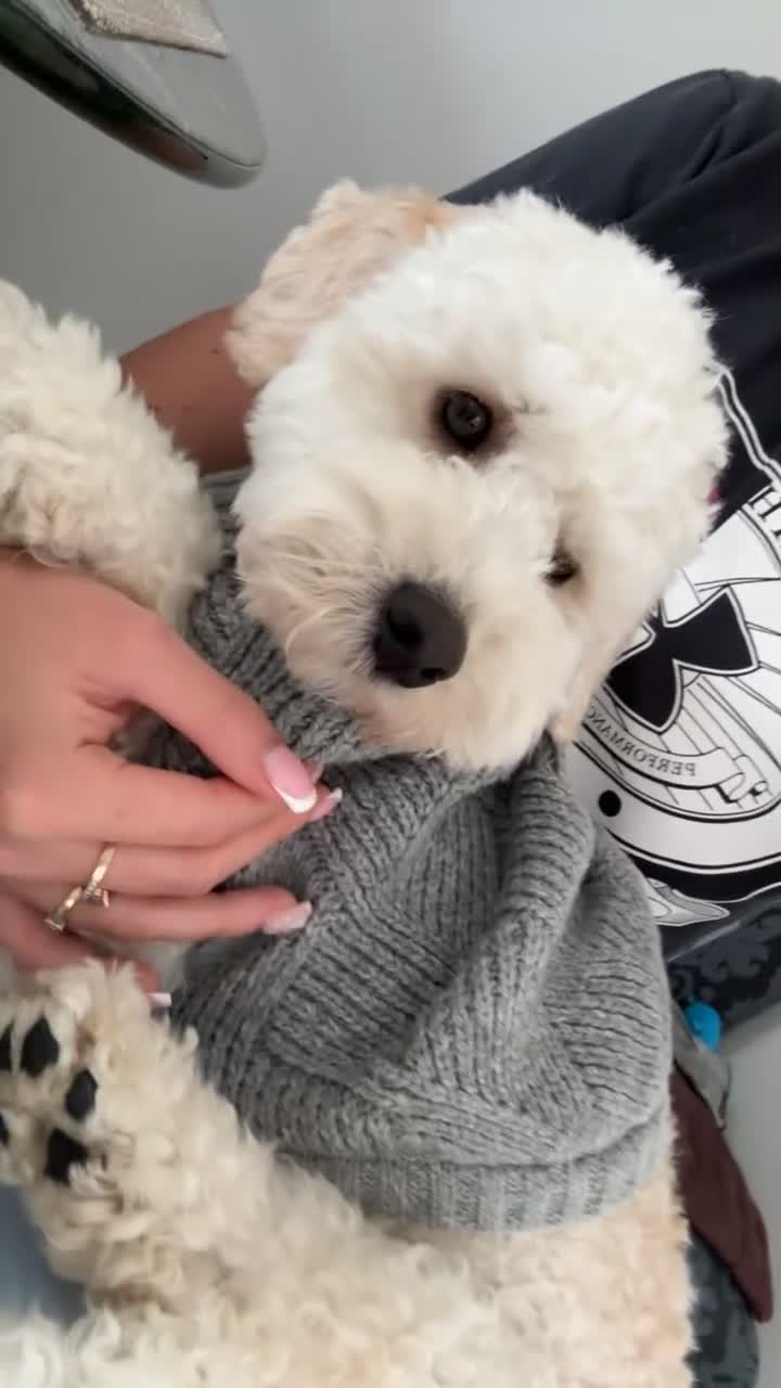 Miniature Poodle dogs for sale: Pedigree Club Registered-Male Mini Poodle, Apricot in Boston - Video 1
