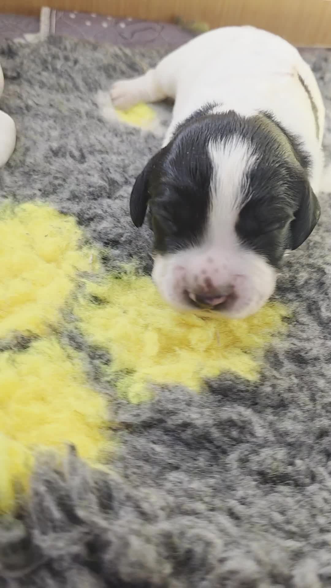 English Springer Spaniel dogs for sale: Springer pups  - Video 3