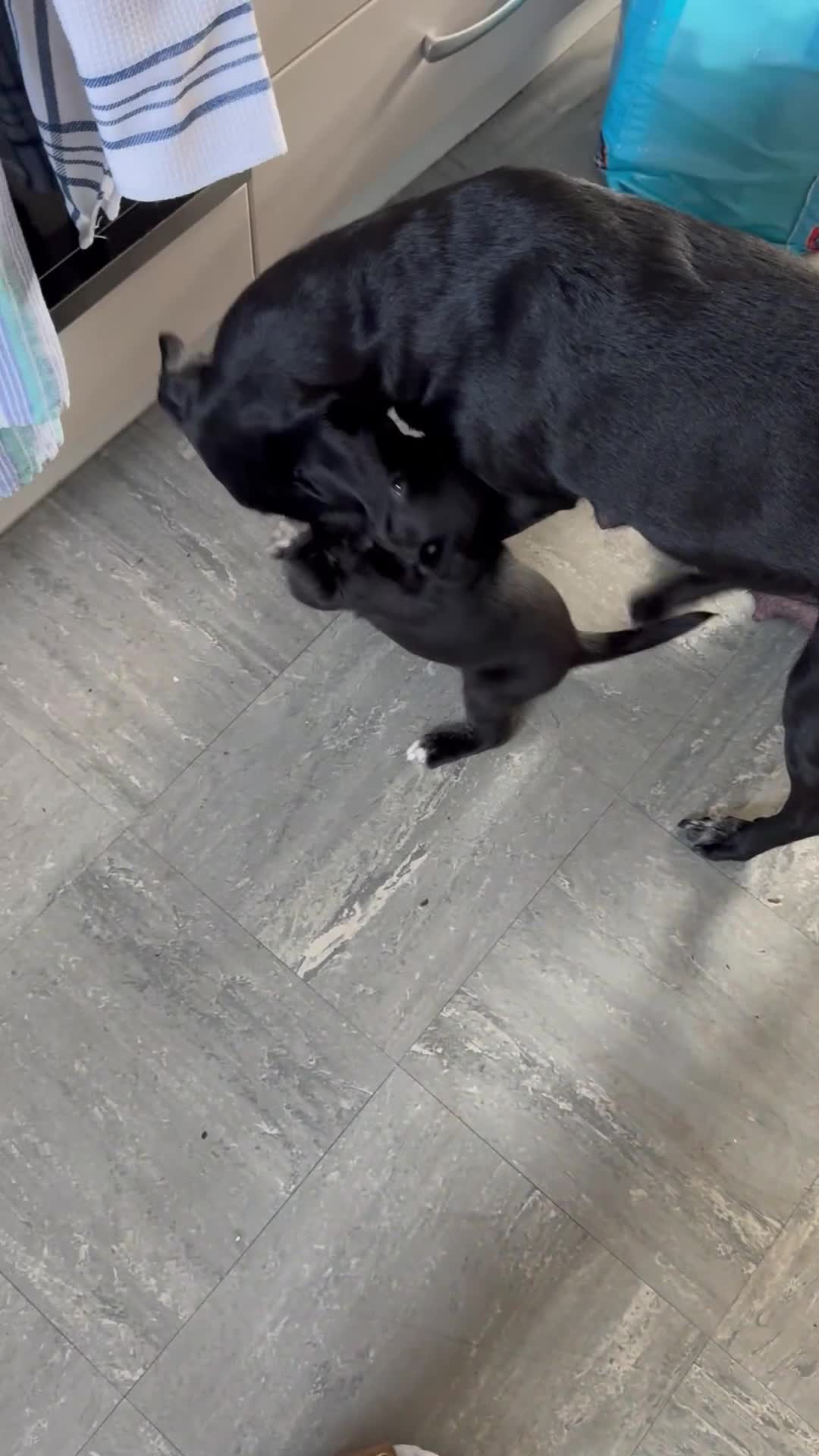 Mixed Breed dogs for sale: Beautiful puppys for sale  - Video 3