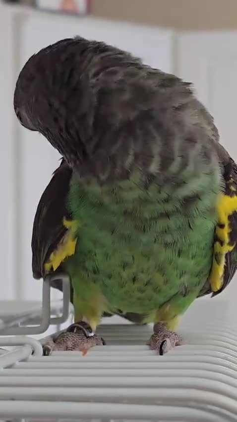 Parrots birds for sale: Meyers Parrot  - Video 1