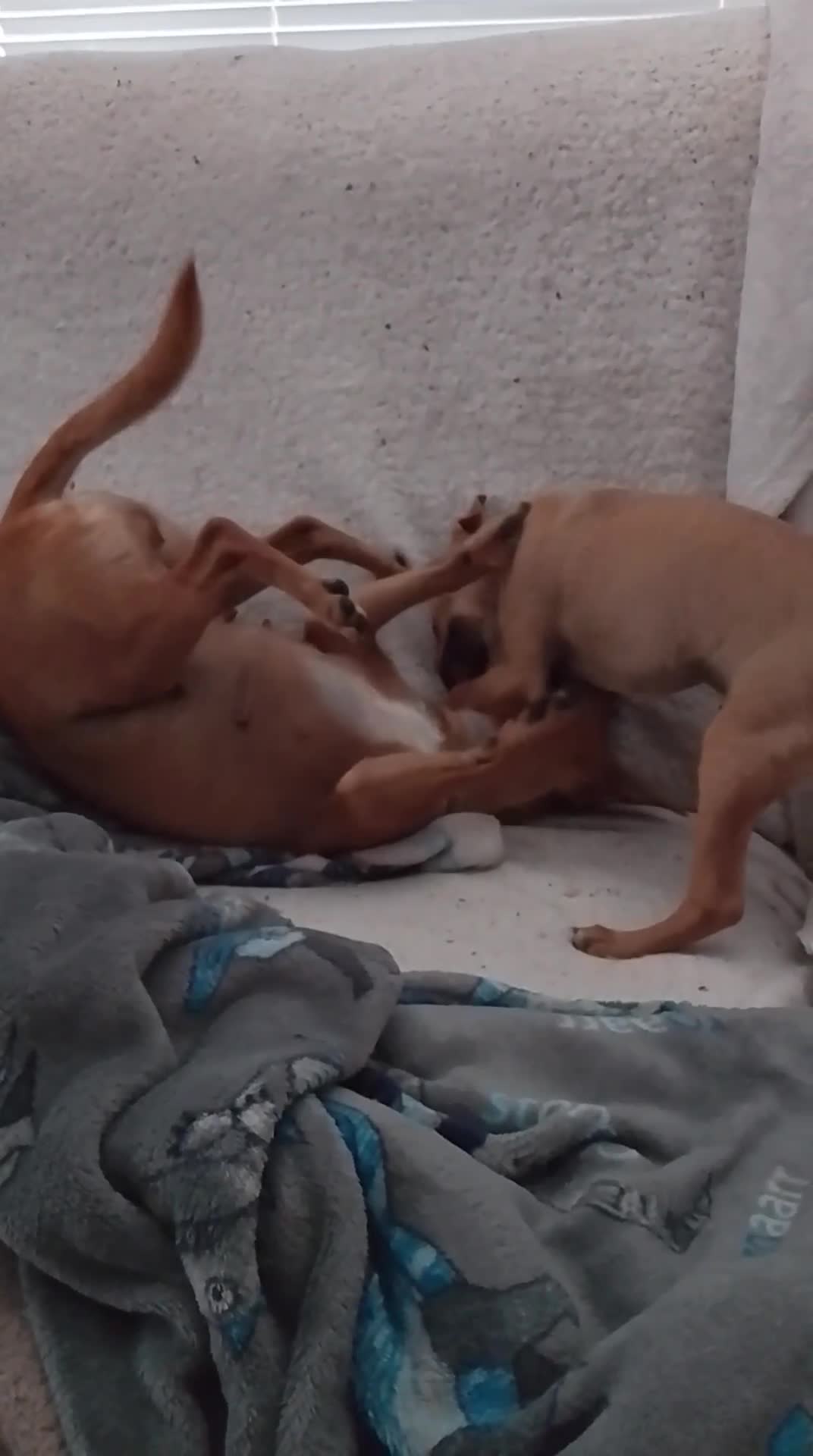 Chihuahua dogs for sale: Chihuahua pup looking for a big adventure  in Newmarket - Video 1