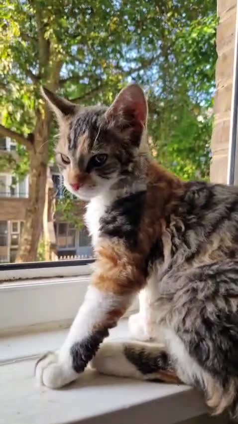 British Longhair cats for sale: Beautiful twins looking for a home free - Video 2