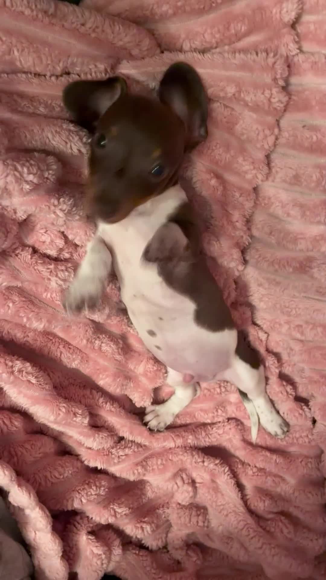 Miniature Dachshund dogs for sale: Beautiful miniature dachshund puppies  - Video 2