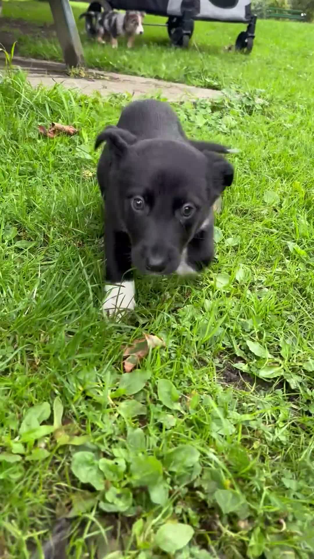 Mixed Breed dogs for sale: Malinios x Collie  in Barnoldswick - Video 1