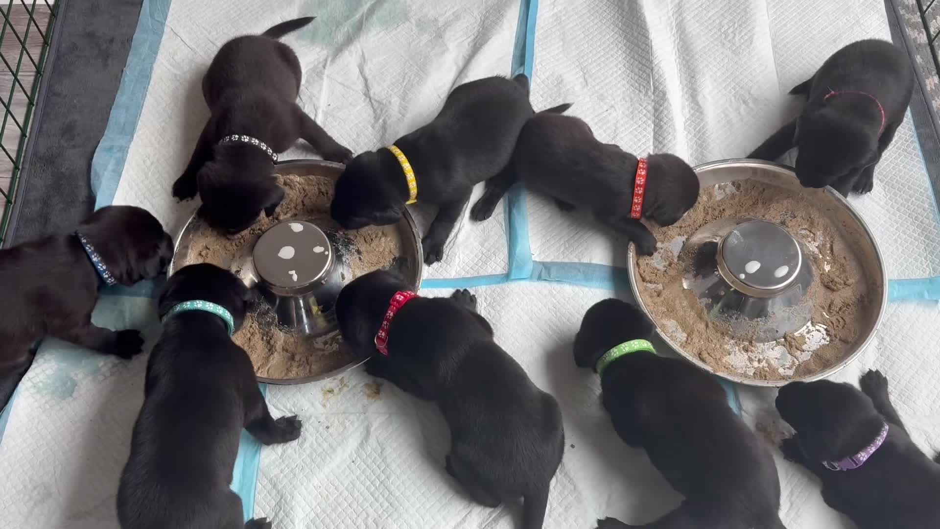 Labrador Retriever dogs for sale: Black Labrador puppies - Video 1