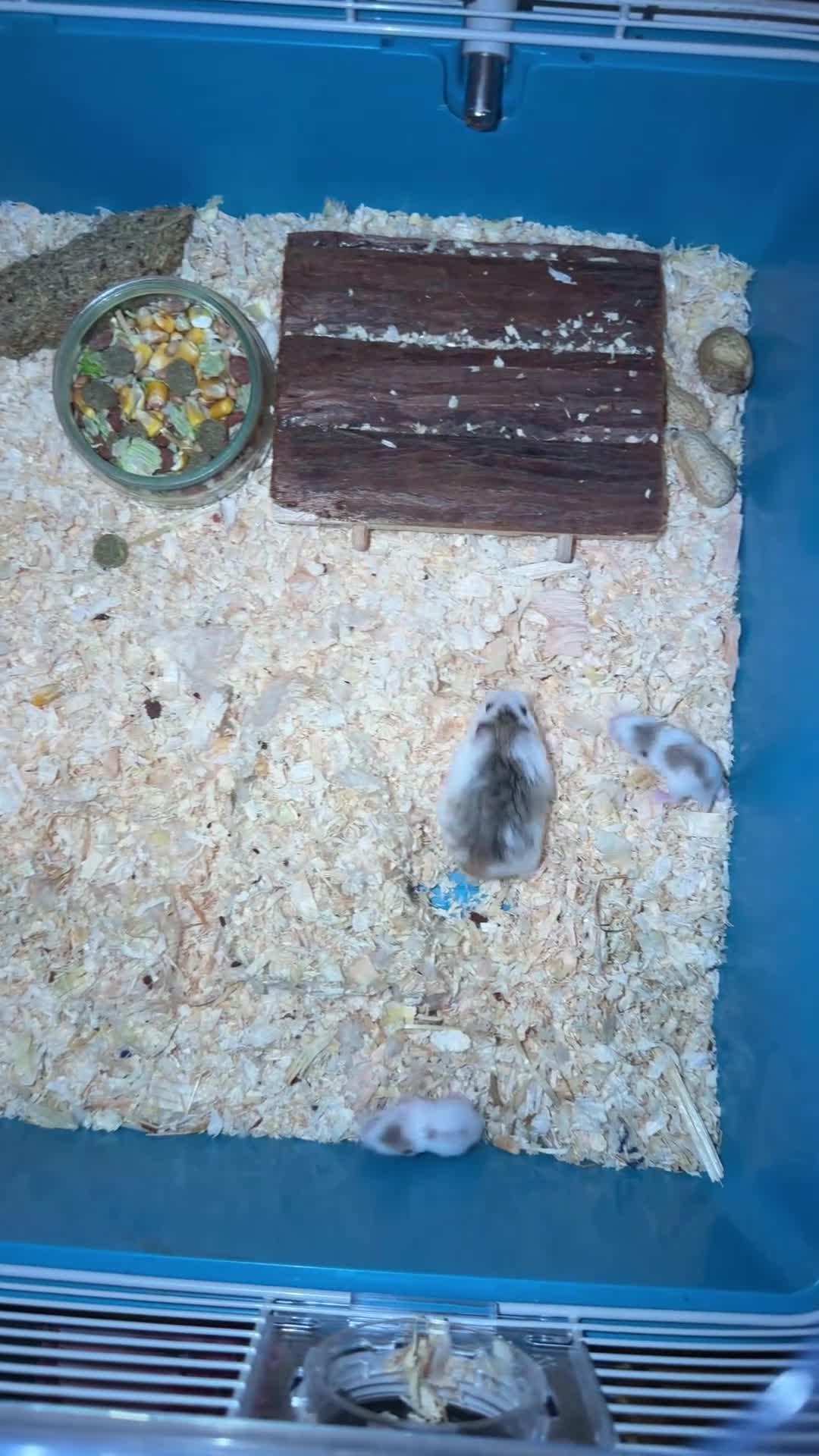 Hamster rodents for sale: Dwarf hamster  in Hounslow - Video 1