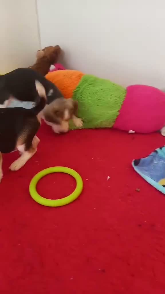 Beagle dogs for sale: KC Registered Beagle Puppies  - Video 3