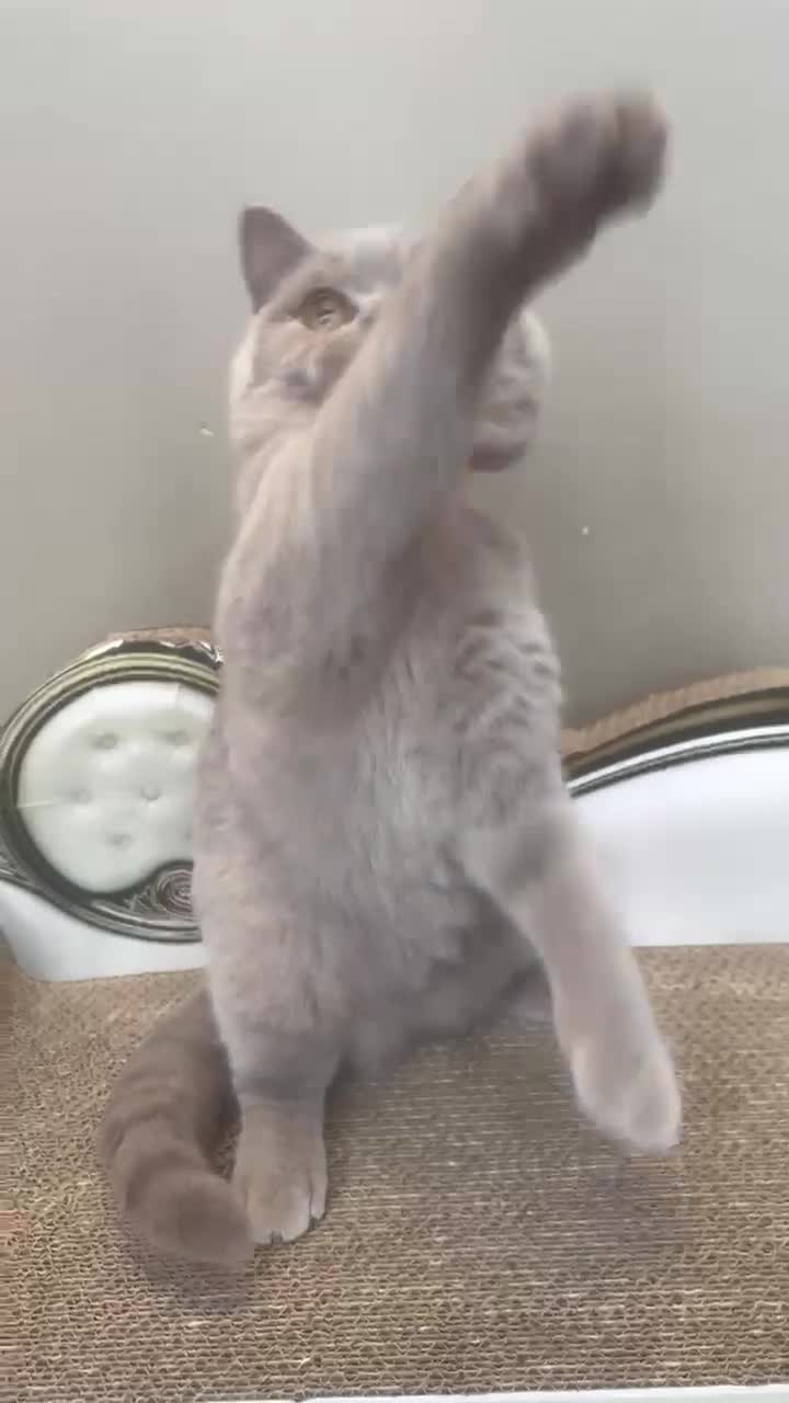 British Shorthair cats for sale: ONLY 2 LEFT Gorgeous BSH Kittens Leo&Zues - Video 1