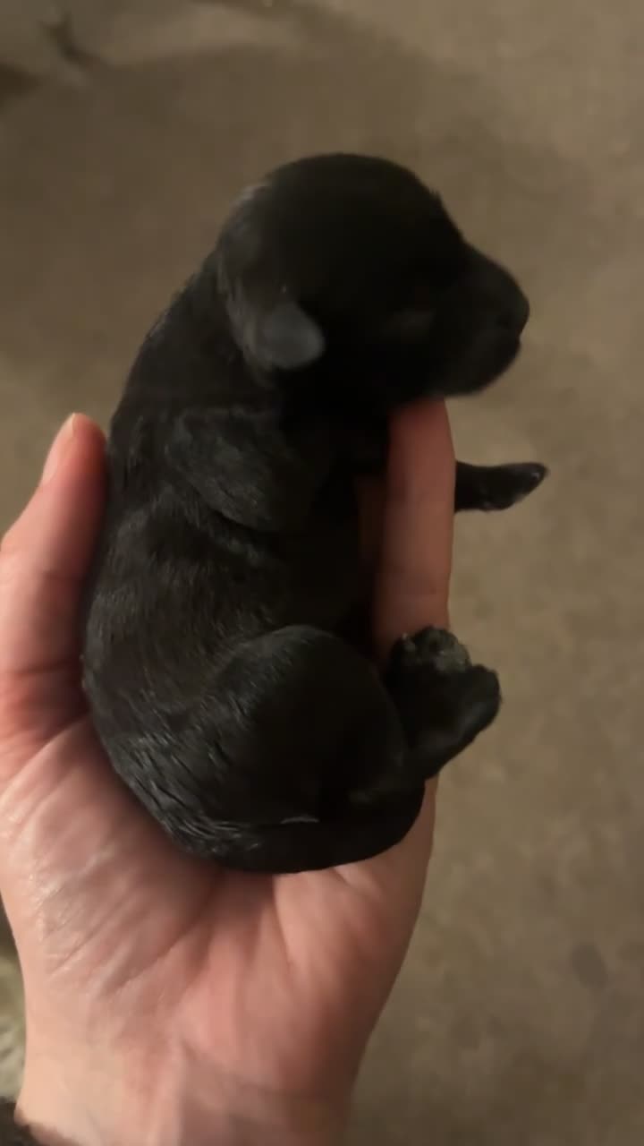 Miniature Schnauzer dogs for sale: 🖤 Stunning black boy schnauzer 🖤 - Video 1