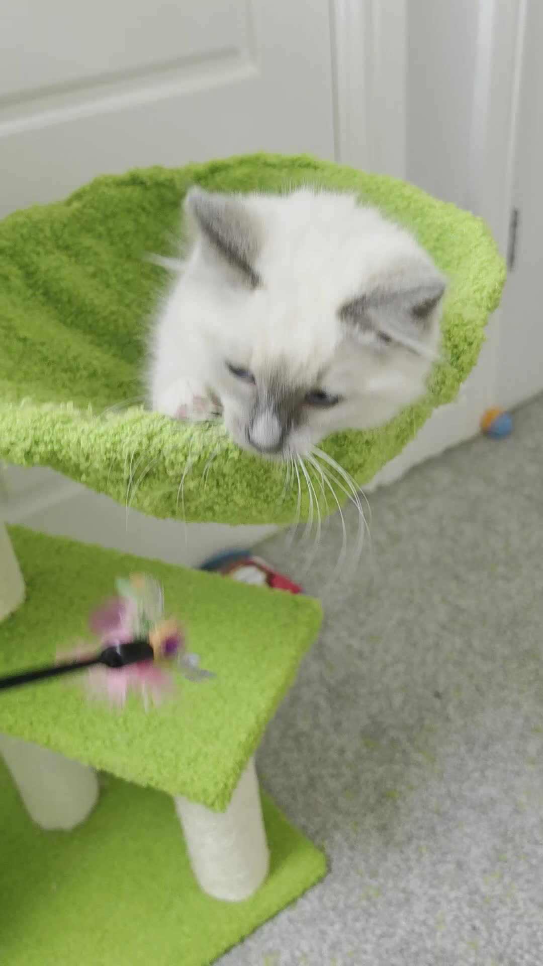 Ragdoll cats for sale: GCCF registered stunning girls available!  - Video 3