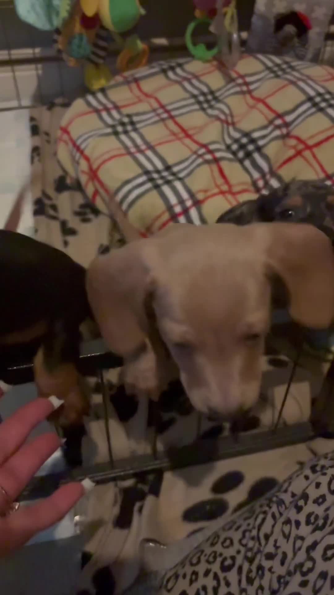 Miniature Dachshund dogs for sale: Reduced READY NOW Beautiful unique babies  - Video 2