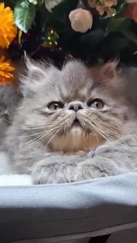 Persian cats for sale: Two beautiful boy kittens  - Video 3