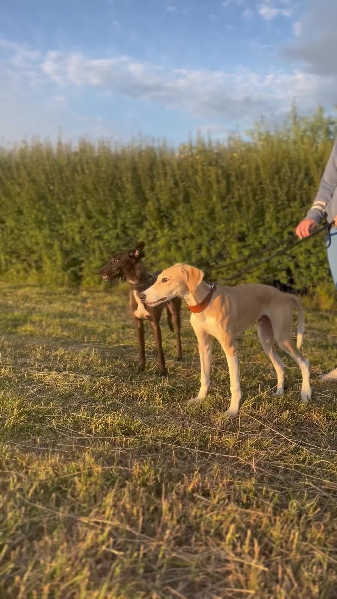 Lurcher dogs for sale: Saluki x greyhound dog pup. - Video 1
