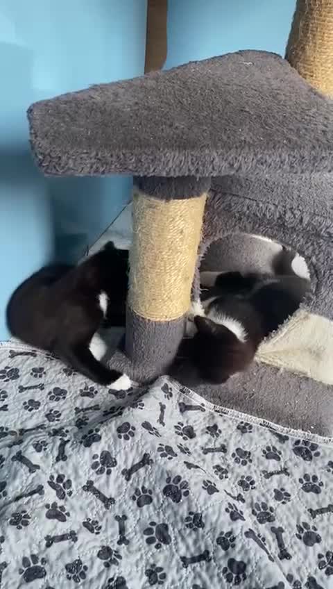 Mixed Breed cats for sale: 2 boys 1 girl left - Video 3