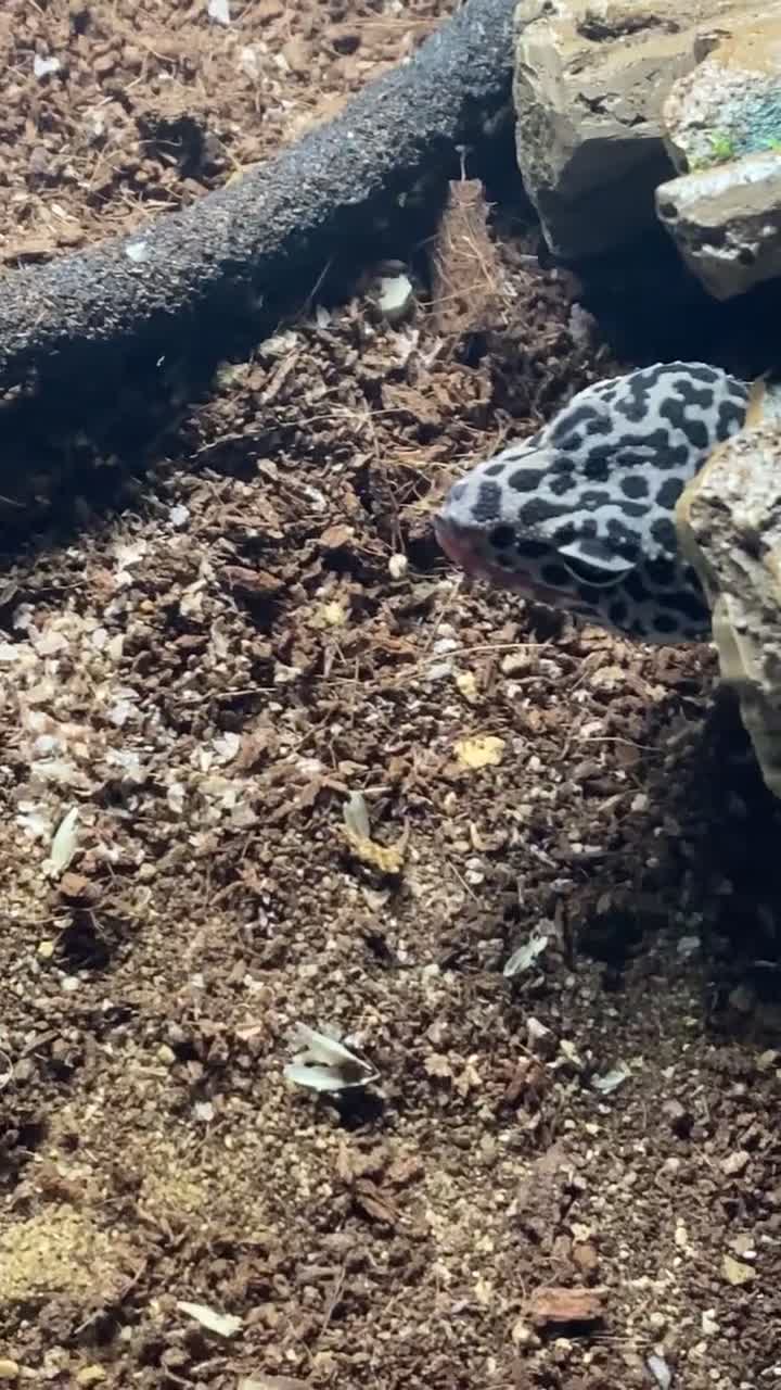 Leopard Gecko reptiles for sale: Leopard gecko and tank - Video 1