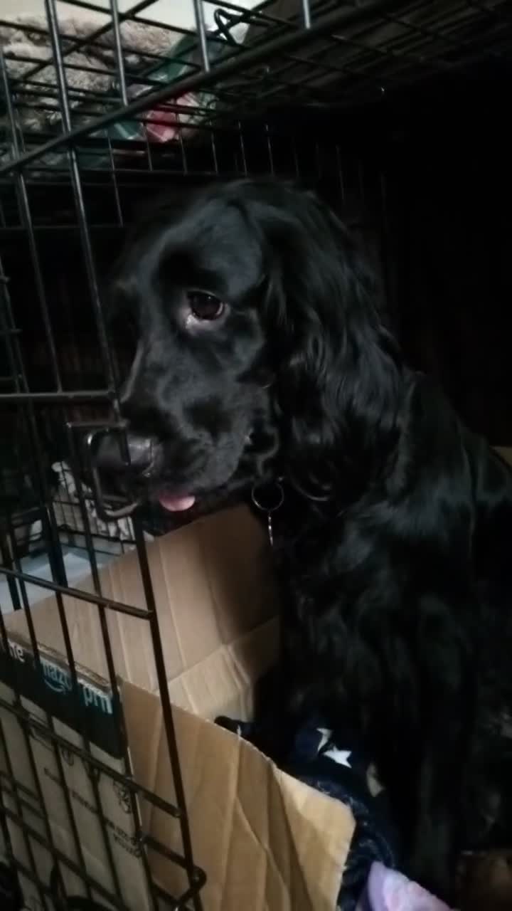 Cocker Spaniel dogs for sale: Working cocker spaniels  in Okehampton - Video 1