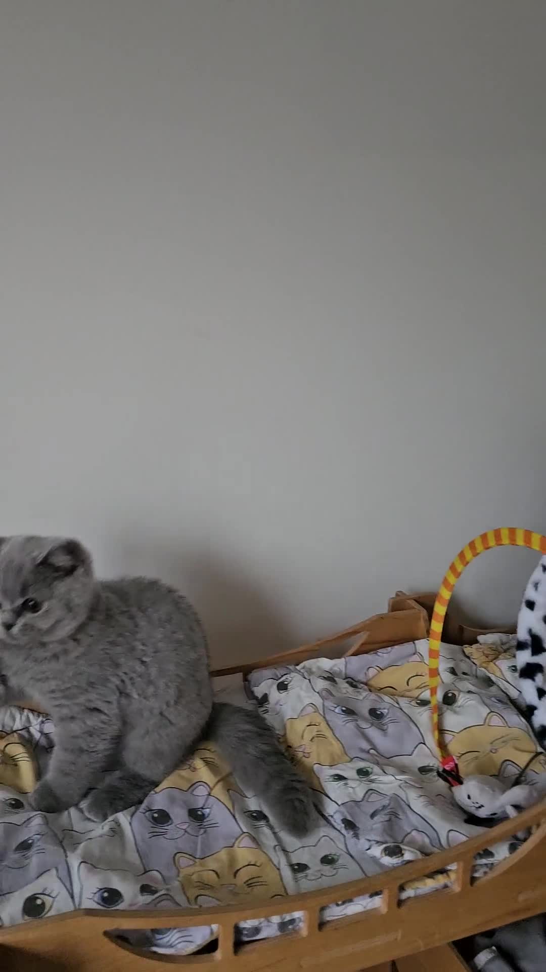 British Shorthair cats for sale: Truly beautiful British Shorthair kittens NEUTERED - Video 2