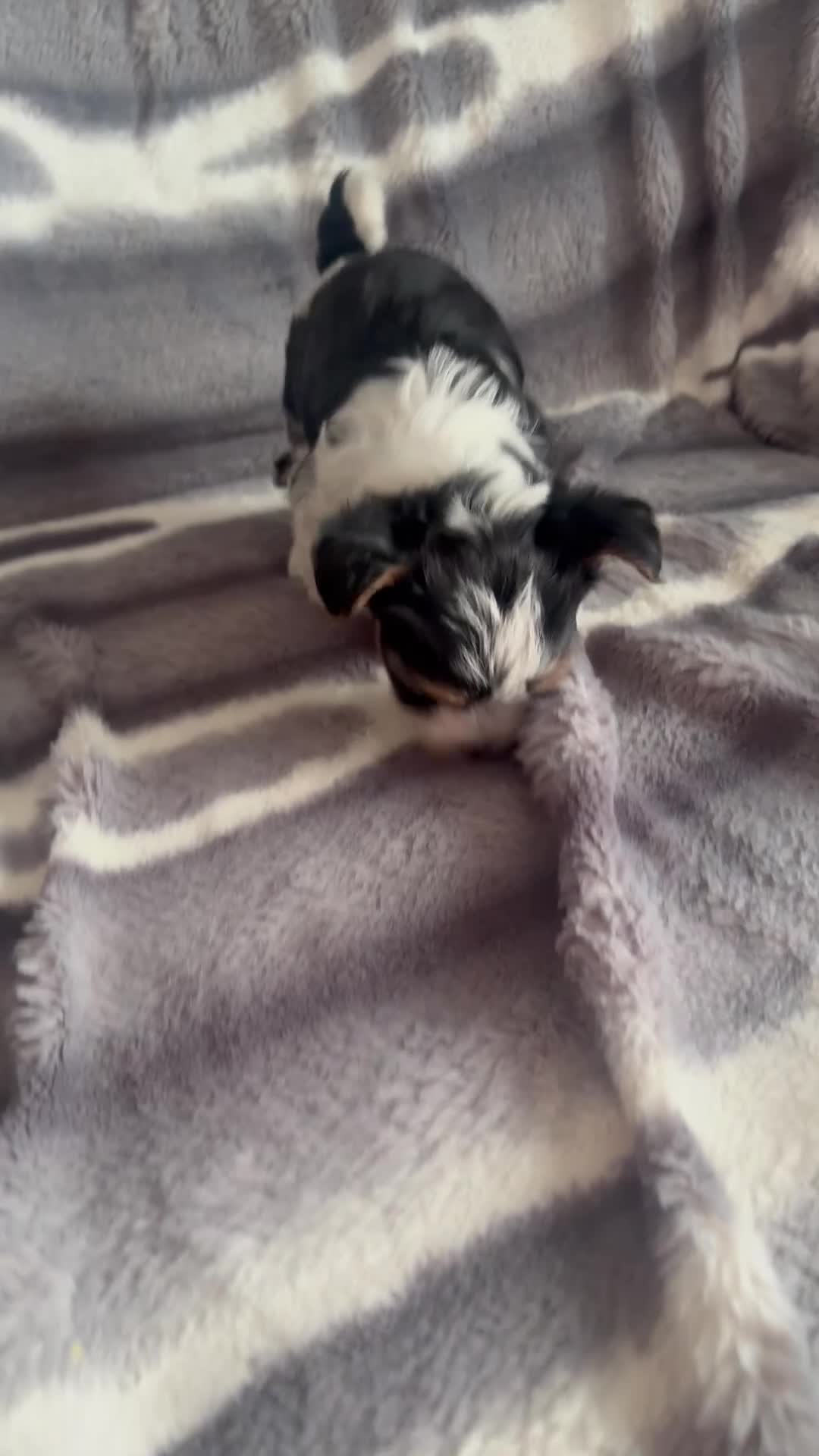 Biewer Terrier dogs for sale:  🐾🐶Beautiful Biewer Terrier Puppies🐾🐶 - Video 3