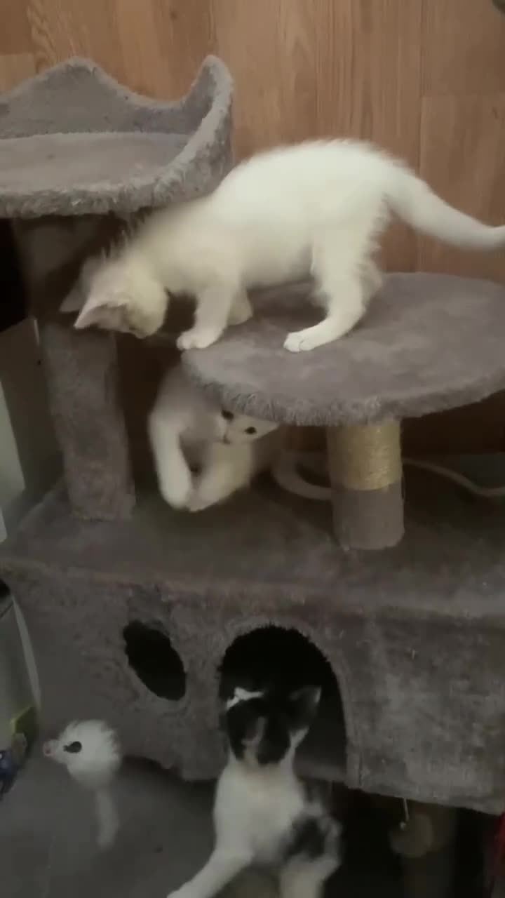 Mixed Breed cats for sale: Four adorable, cuddly kittens - Video 4