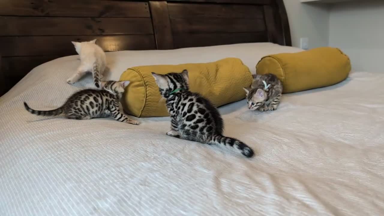 Bengal cats for sale: 🤍🤎🖤 GORGEOUS BENGAL KITTENS 🖤🤎🤍 - Video 1