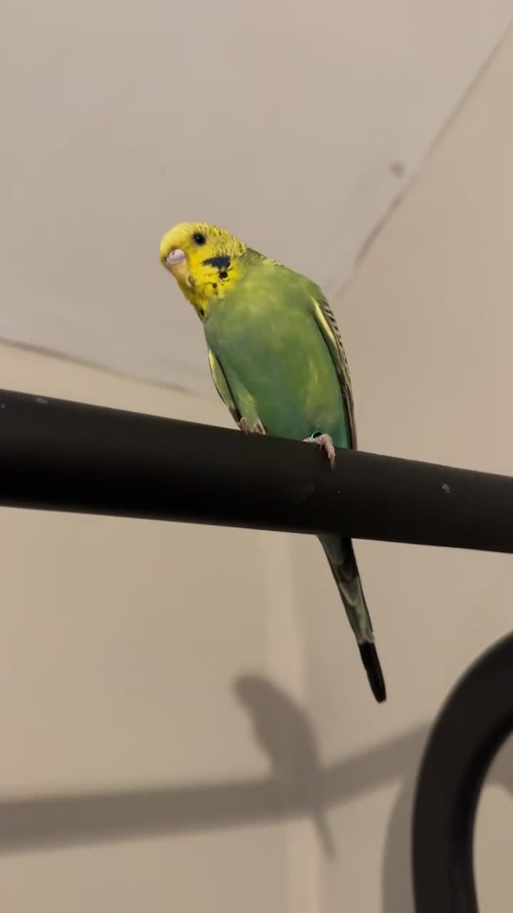 Budgerigars birds for sale: Budgie free to a good home  in Whitehaven - Video 1