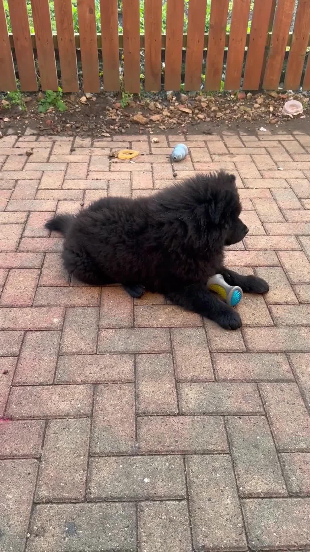 Chow Chow dogs for sale:  🐾 LAST BLACK STUNNING ready to go chow chow GiRL - Video 5