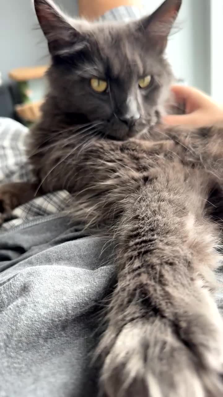 Maine Coon cats for sale: Maine Coon - Video 4