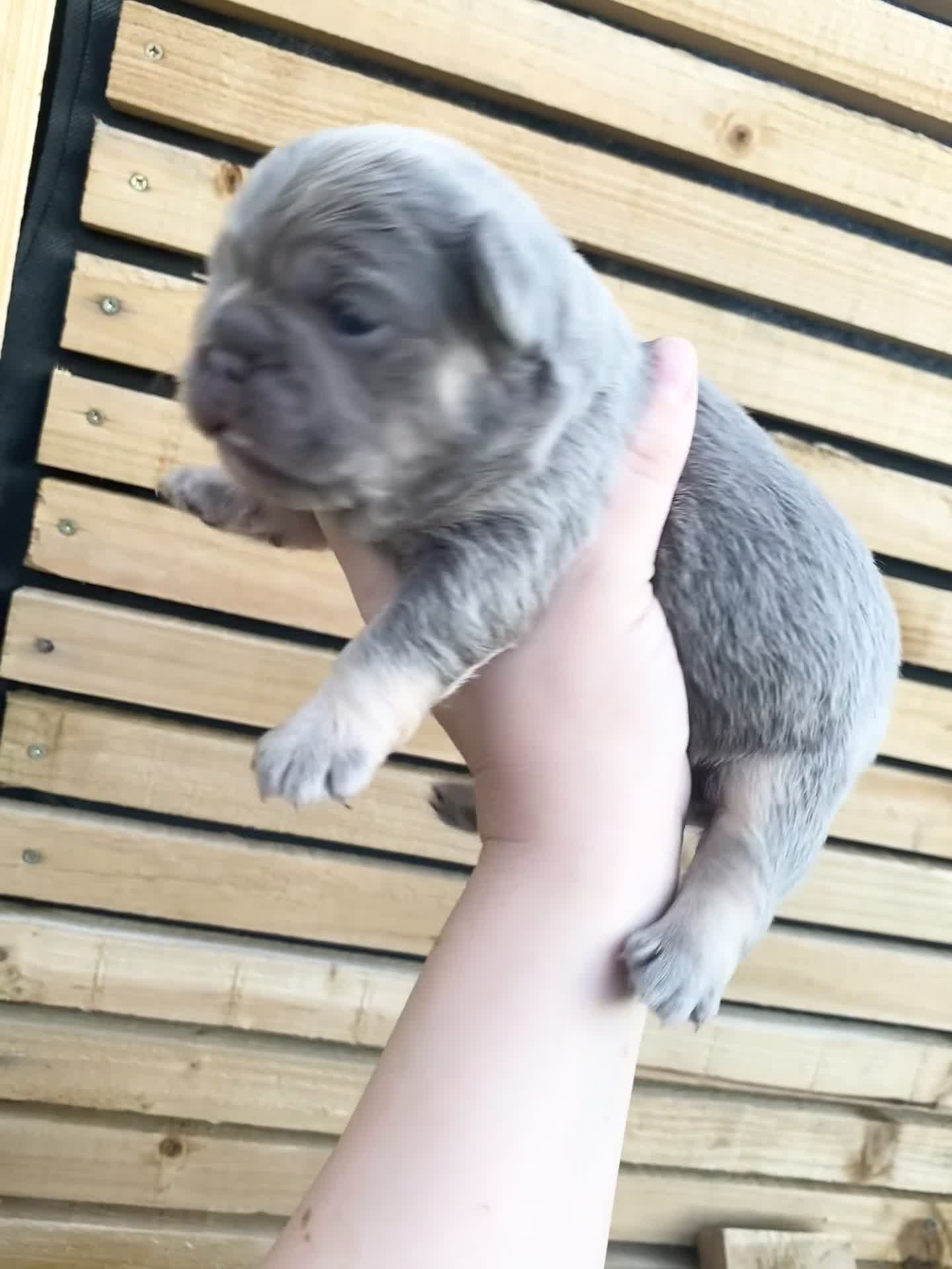 French Bulldog dogs for sale: TINY TEDDY BEAR FRENCH BULLDOG PUPS  - Video 1