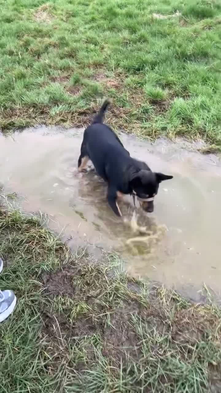 Mixed Breed dogs for sale: Jax (read description) - Video 1