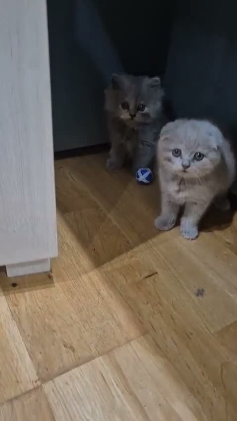 Scottish Fold cats for sale: Scottish kitten lilac blue, ready now, girl boy - Video 2