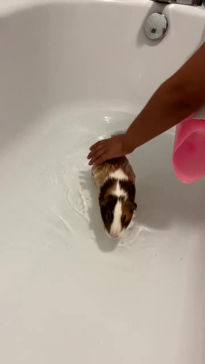 Guinea Pig rodents for sale: 4 boy guinea pigs in Pershore - Video 1