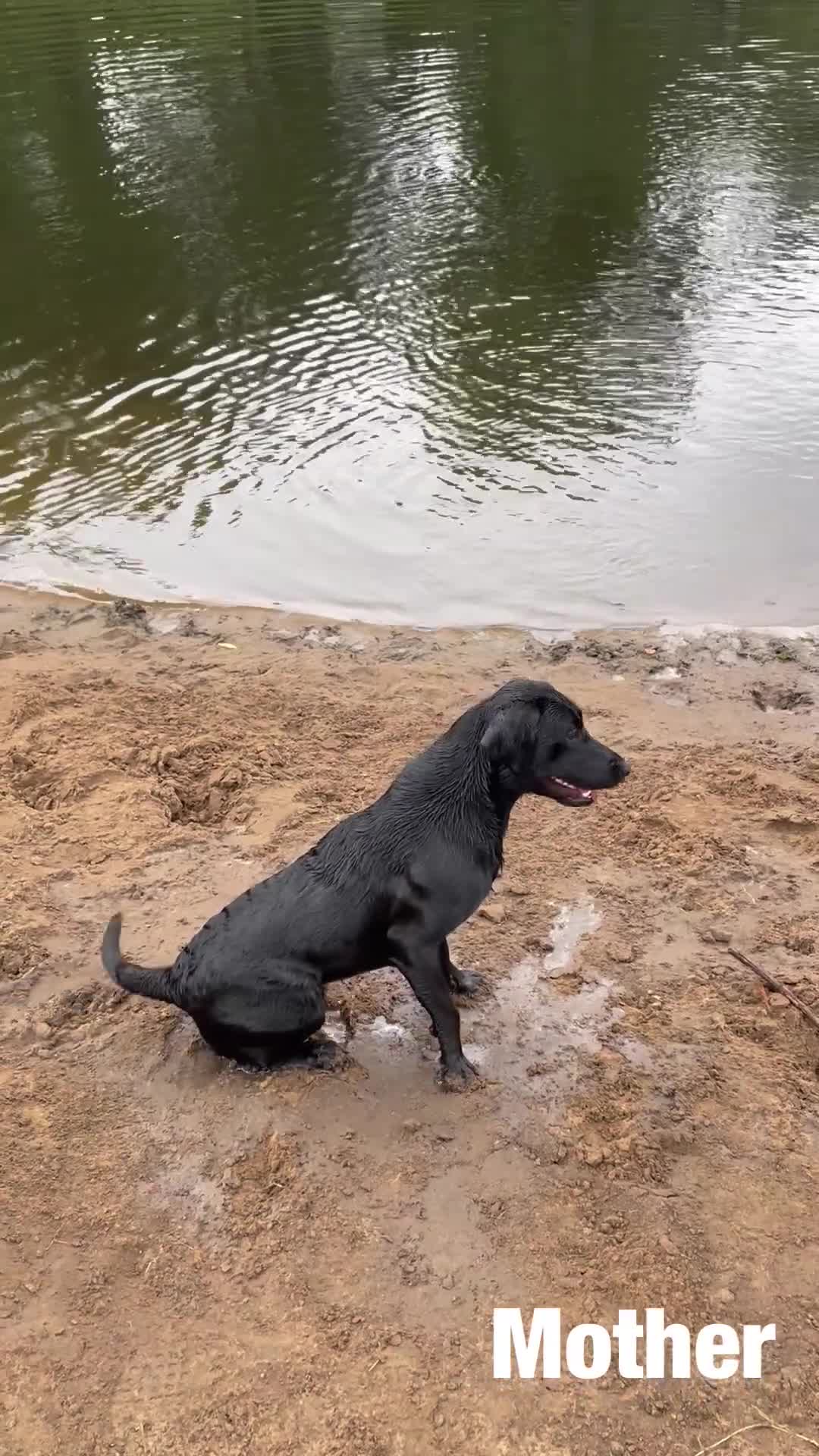 Labrador Retriever dogs for sale: 8 Outstanding KC Labrador Retriever Puppies - Video 1