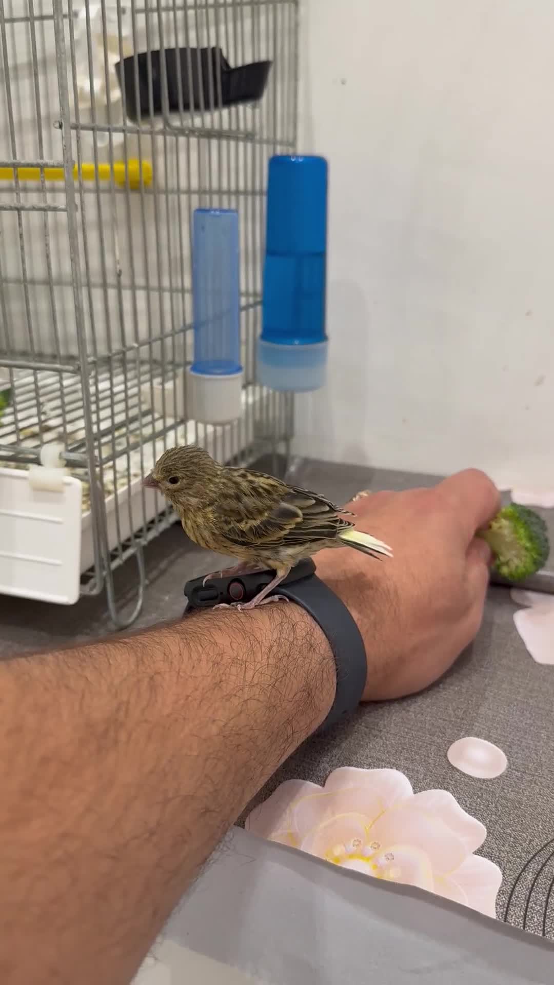 Canaries birds for sale: Canaries available  - Video 4