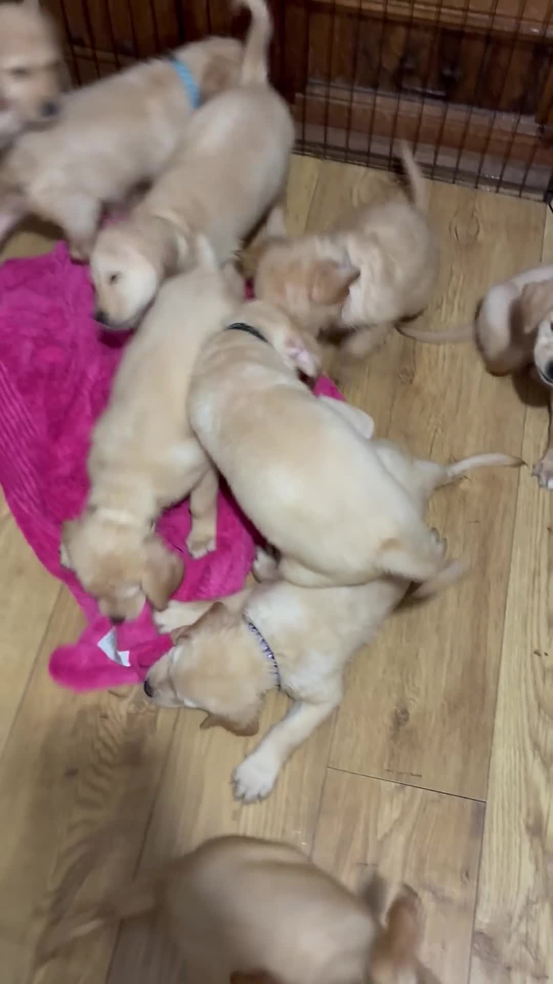 Goldador dogs for sale: Labrador x golden retriever ( goldador) - Video 1