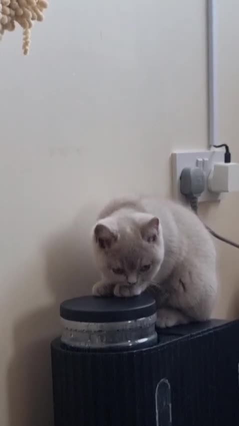 British Shorthair cats for sale: British Shorthair Healthy Vaccinated Microchipped  - Video 3