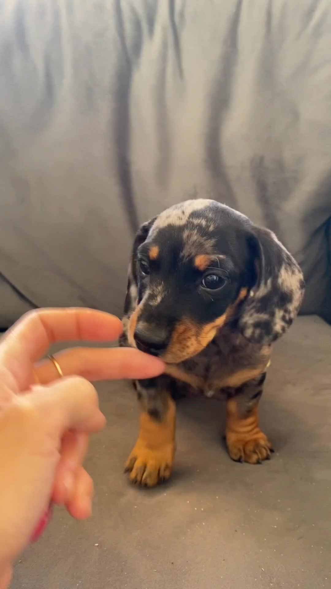 Miniature Dachshund dogs for sale: 3 miniature dachshund 🐾  - Video 1