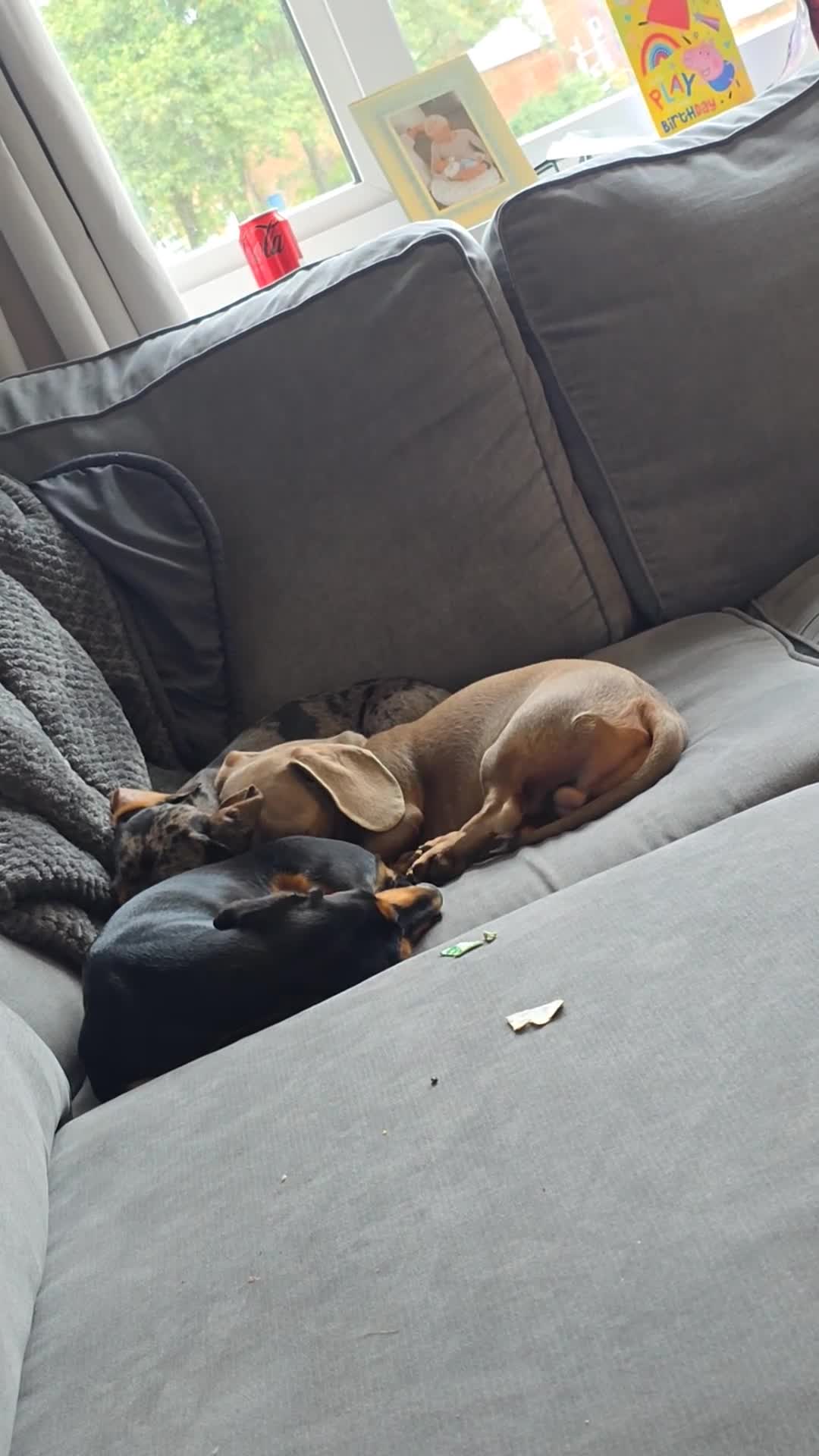 Miniature Dachshund dogs for sale: Clyde the Isabella male  - Video 1