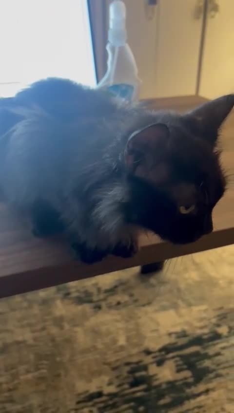 Mixed Breed cats for adoption: COLA -MIX PERSIAN AFFECTIONATE CALM BOY NEUTERED  - Video 2