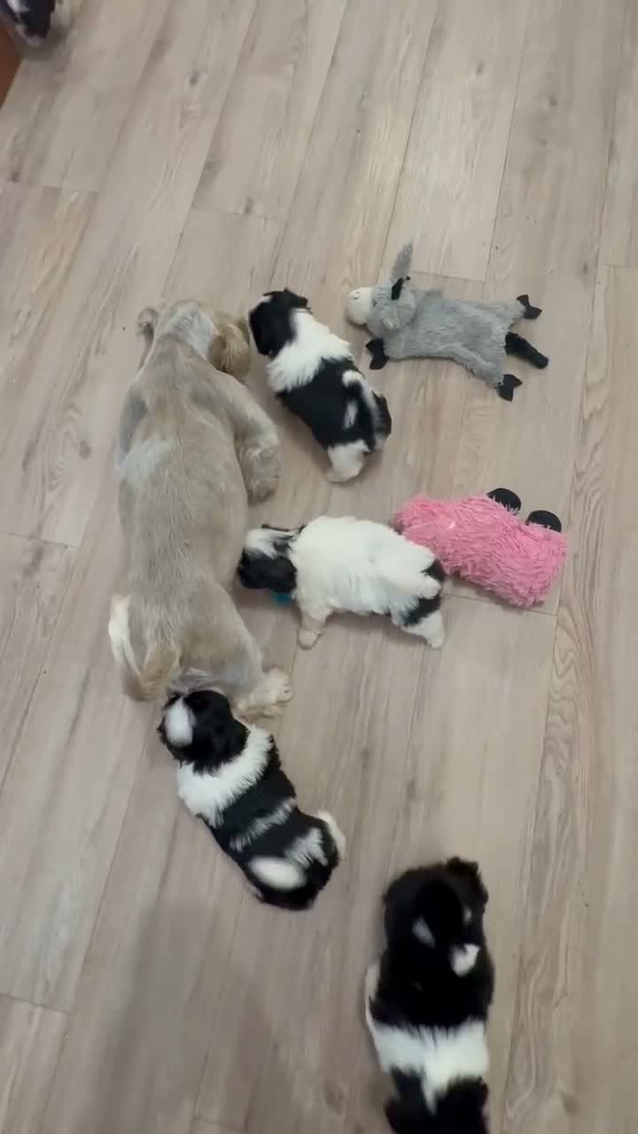Shih Tzu dogs for sale: Beautiful Home reared Shih Tzu Puppies - Video 2