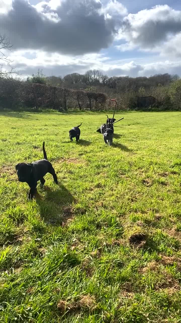 Mixed Breed dogs for sale: Beautiful Italian daniffs (Great Dane/cane corso)  - Video 5