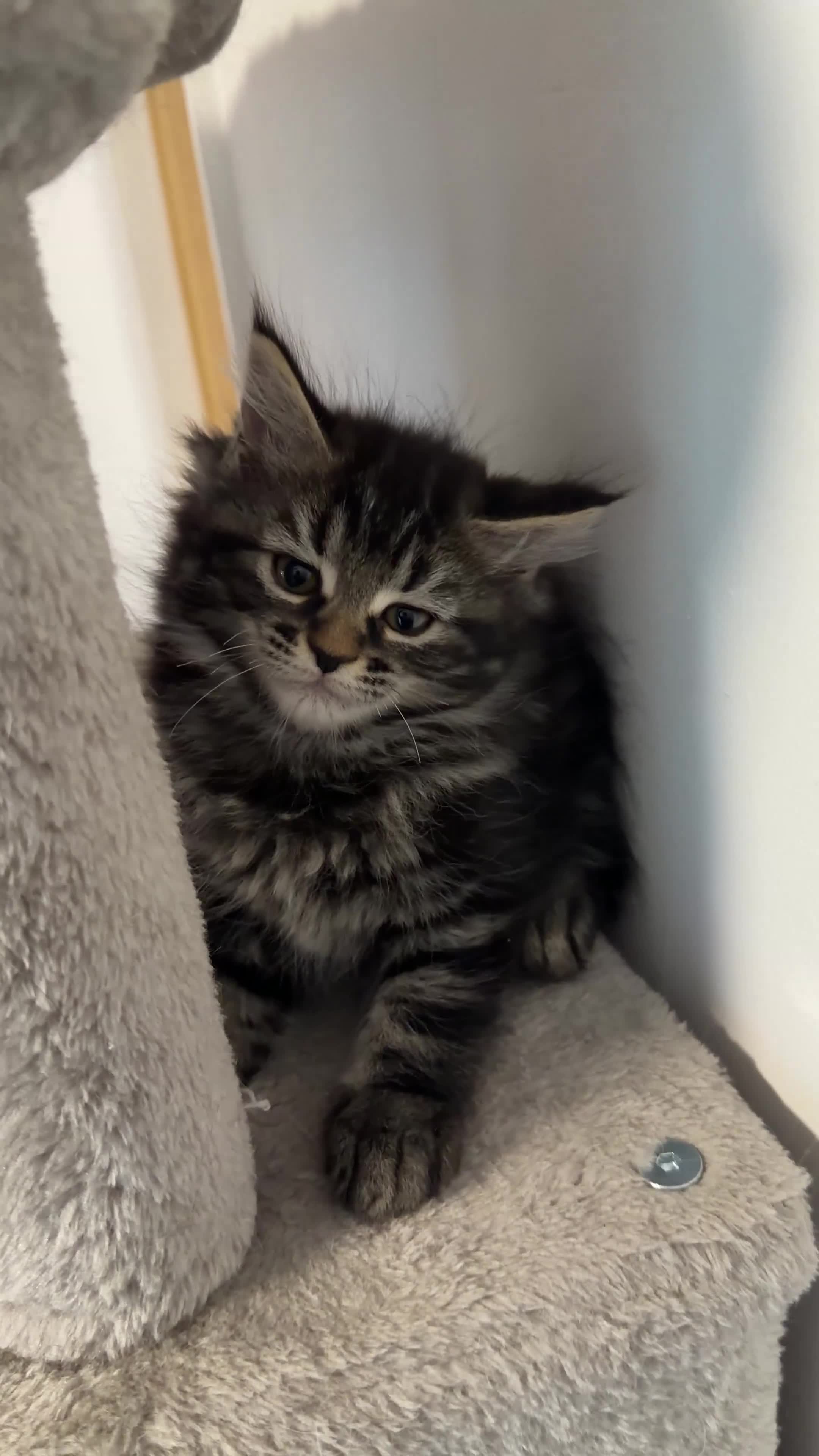 Mixed Breed cats for sale: Mixed-Breed Kittens.Ready for Their New Family - Video 1