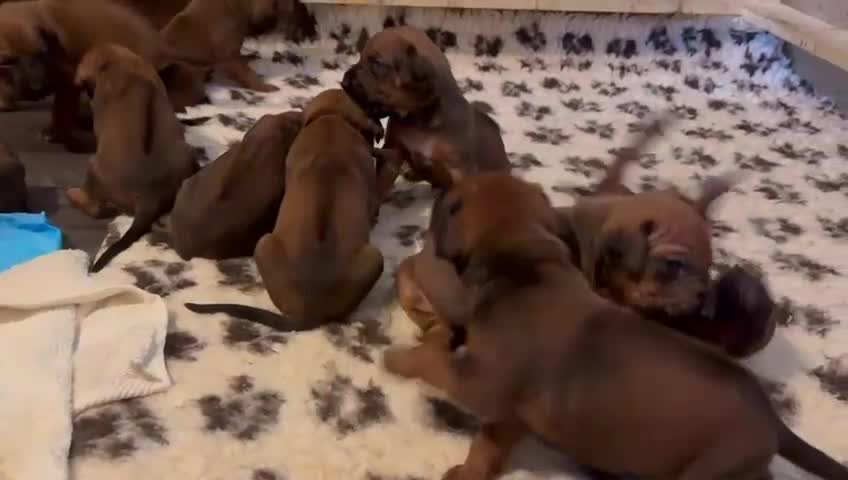 Rhodesian Ridgeback dogs for sale: Nyasharose ridgebacks  - Video 1