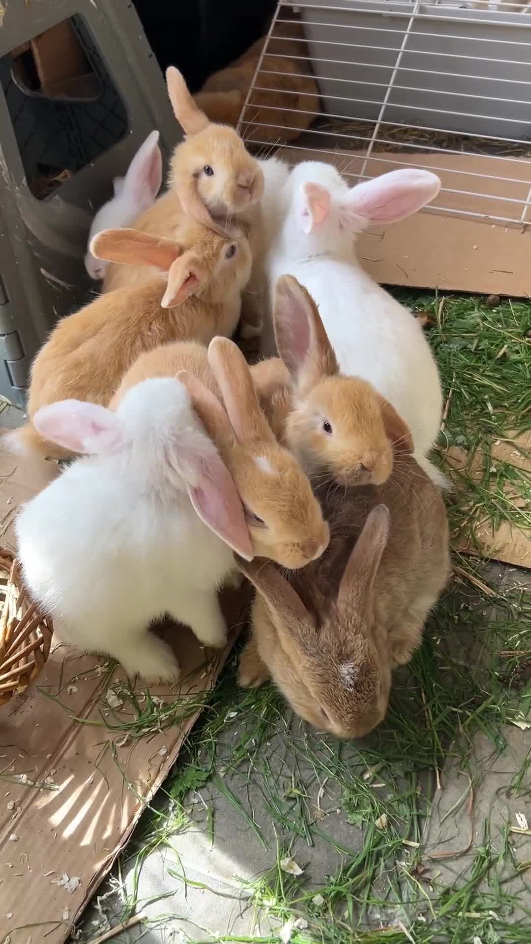 Dwarf Lop rabbits for sale: Dwarf lops looking for forever homes Ready Now 🐰 - Video 4